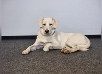 YANG sucht ein Zuhause