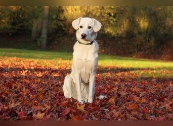 YANG sucht ein Zuhause