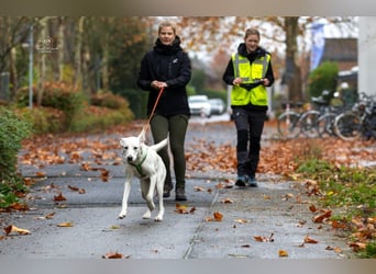 YANG sucht ein Zuhause