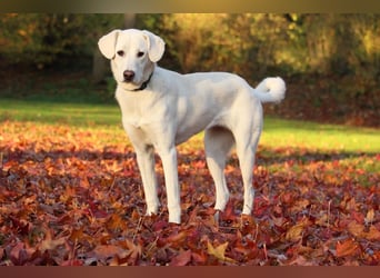 YANG sucht ein Zuhause