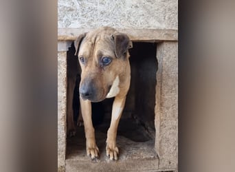 Szilva sucht ruhiges Zuhause