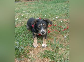 Nelly sucht ein zu Hause