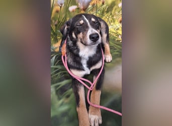 Nelly sucht ein zu Hause