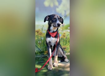 Nelly sucht ein zu Hause