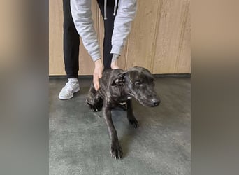 Adidas, sportlich und aktiv