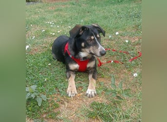 Nelly sucht ein zu Hause