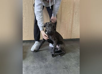 Adidas, sportlich und aktiv