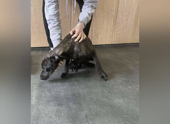 Adidas, sportlich und aktiv