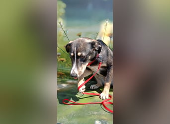 Nelly sucht ein zu Hause