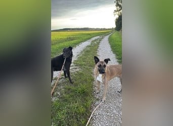 Pacco verliert unverschuldet sein liebevolles Zuhause