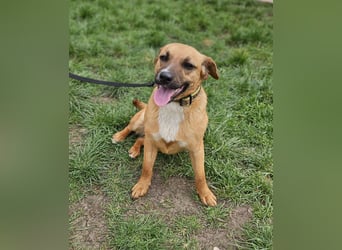 Sonnenschein Kisbarna sucht ihr Rudel