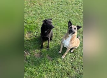 Pacco verliert unverschuldet sein liebevolles Zuhause