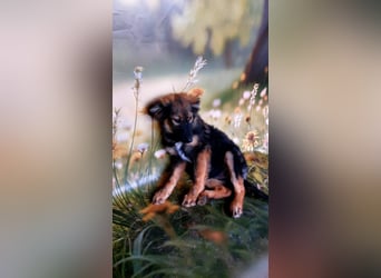 Elea sucht ihr zu Hause