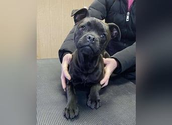 Lenda, kleine Bully-Mix Hündin sucht Traumzuhause