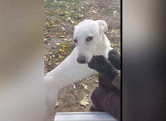 Laika freut sich auf aktive Menschen