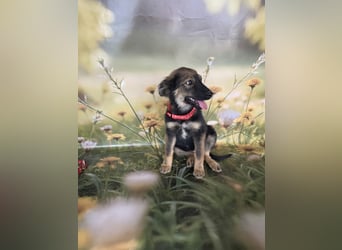 Elea sucht ihr zu Hause