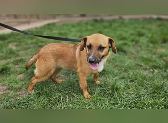 Sonnenschein Kisbarna sucht ihr Rudel