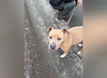 Zelma, treue Begleiterin sucht ihre Menschen