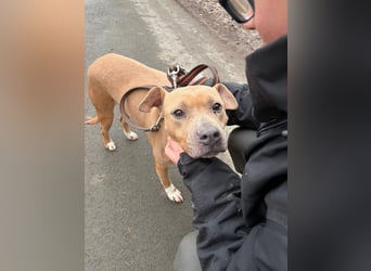 Zelma, treue Begleiterin sucht ihre Menschen