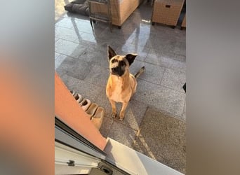 Pacco verliert unverschuldet sein liebevolles Zuhause