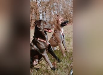 Pacco verliert unverschuldet sein liebevolles Zuhause