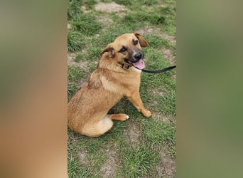 Sonnenschein Kisbarna sucht ihr Rudel