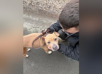 Zelma, treue Begleiterin sucht ihre Menschen