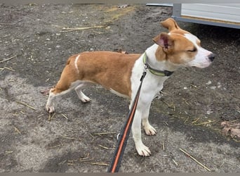 Tina, verspielt und freundlich. Vermittlung nur nach A/CH/NL oder SWE