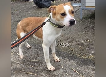 Tina, verspielt und freundlich. Vermittlung nur nach A/CH/NL oder SWE