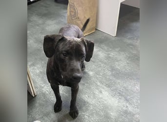 Adidas, sportlich und aktiv