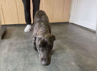 Adidas, sportlich und aktiv