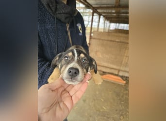 Nelly sucht ein zu Hause