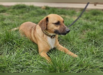 Sonnenschein Kisbarna sucht ihr Rudel