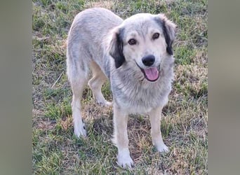 Jenni: sucht ein Zuhause / eine Pflegestelle