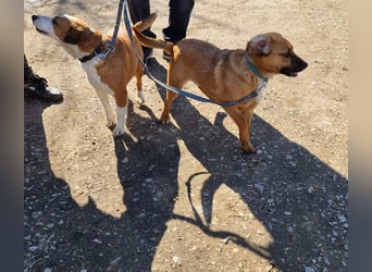 Sonnenschein Kisbarna sucht ihr Rudel