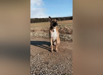 Pacco verliert unverschuldet sein liebevolles Zuhause