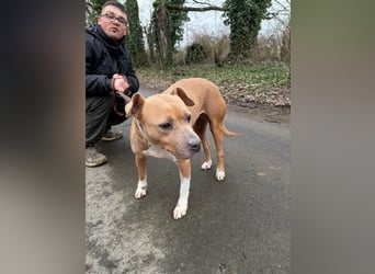 Zelma, treue Begleiterin sucht ihre Menschen