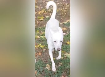Laika freut sich auf aktive Menschen