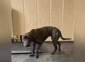 Adidas, sportlich und aktiv