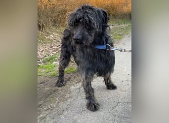 Shifu sucht souveräne Menschen