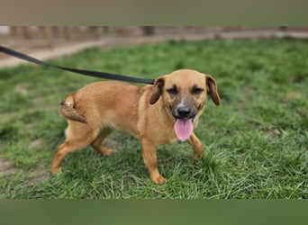 Sonnenschein Kisbarna sucht ihr Rudel