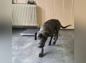 Adidas, sportlich und aktiv