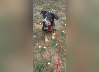 Nelly sucht ein zu Hause