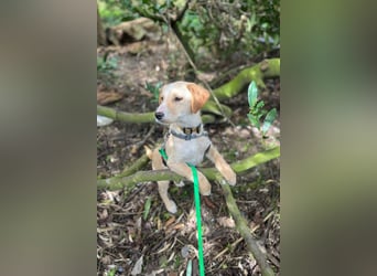 Ivy lebensfrohe Junghündin sucht ihr Zuhause