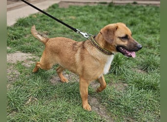 Sonnenschein Kisbarna sucht ihr Rudel