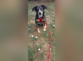 Nelly sucht ein zu Hause