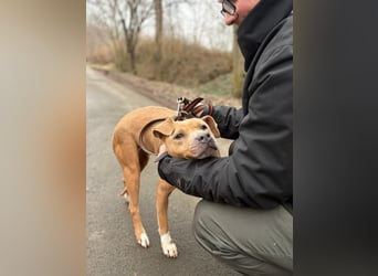 Zelma, treue Begleiterin sucht ihre Menschen