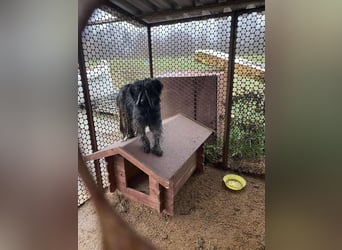 Shifu sucht souveräne Menschen