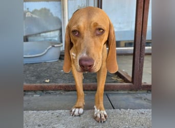Alva: sucht ein Zuhause- reserviert