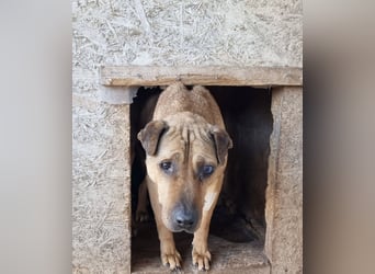 Szilva sucht ruhiges Zuhause